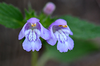 Galeopsis ladanum L.